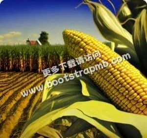 为球迷，为热爱，我们全力以赴 - 世界杯直播